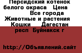 Персидский котенок белого окраса › Цена ­ 35 000 - Все города Животные и растения » Кошки   . Дагестан респ.,Буйнакск г.